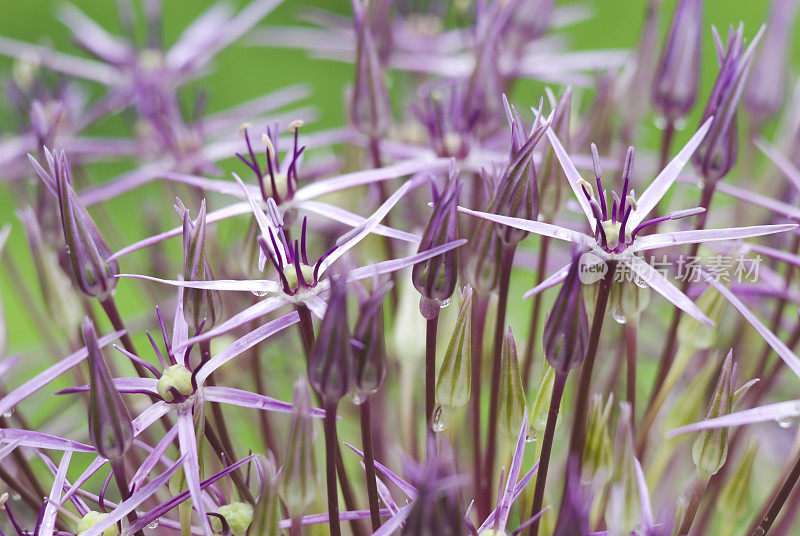 波斯之星(Allium christophi)观赏洋葱- I